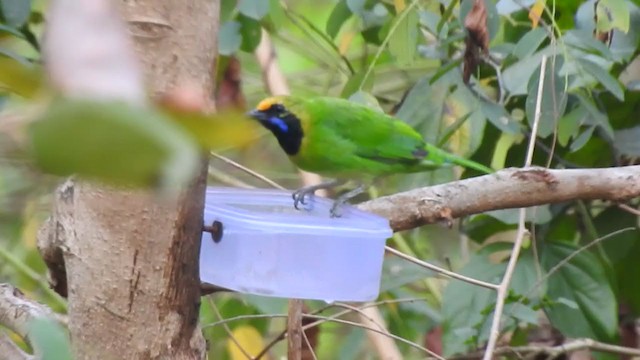 Golden-fronted Leafbird - ML316157781