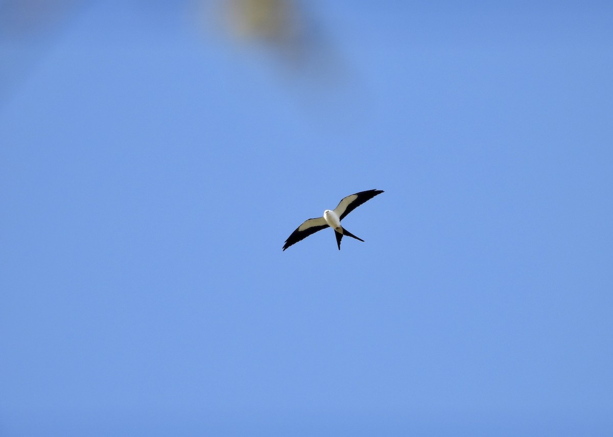 Swallow-tailed Kite - ML316158511