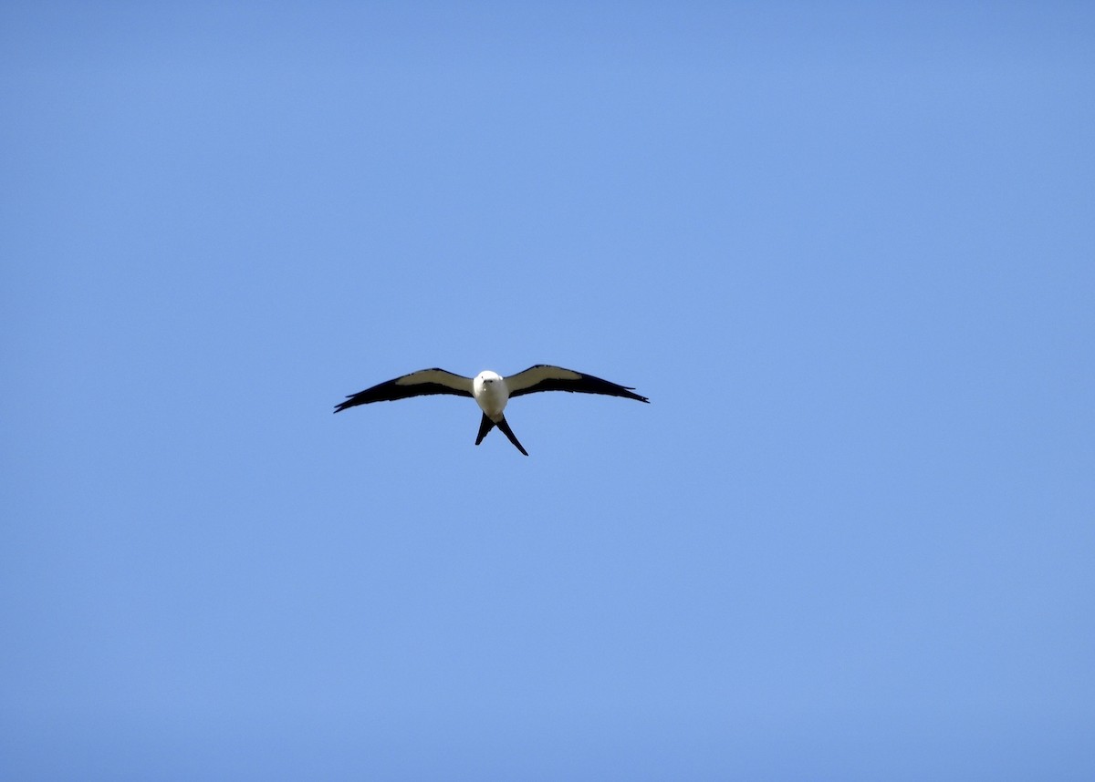 Swallow-tailed Kite - ML316158521