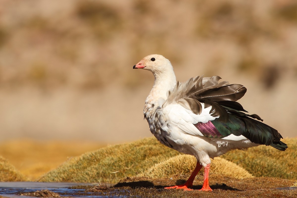 Andean Goose - Pablo Andrés Cáceres Contreras