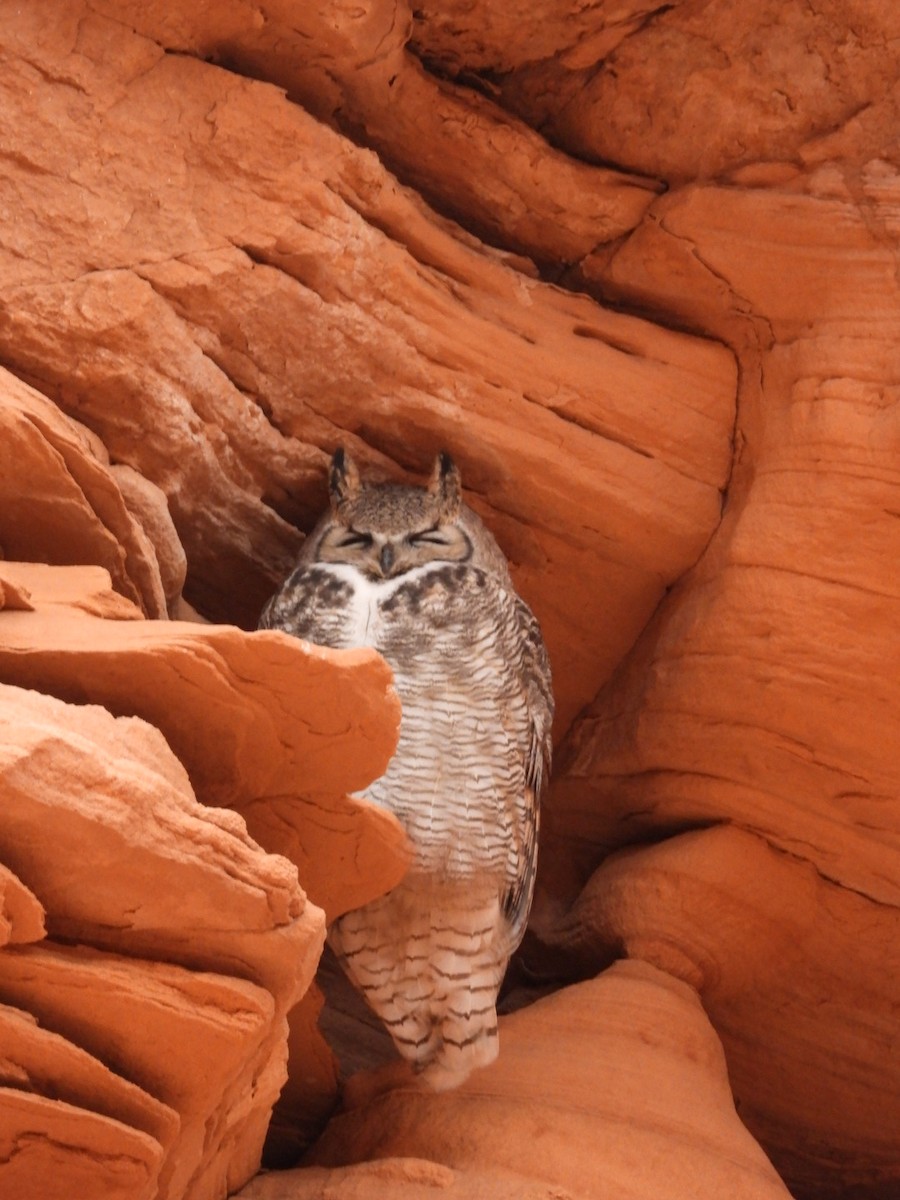 Great Horned Owl - ML316162241