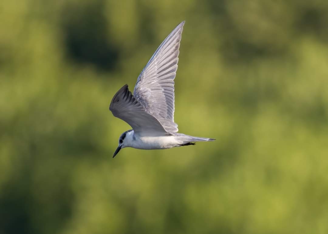 Whiskered Tern - ML316162801