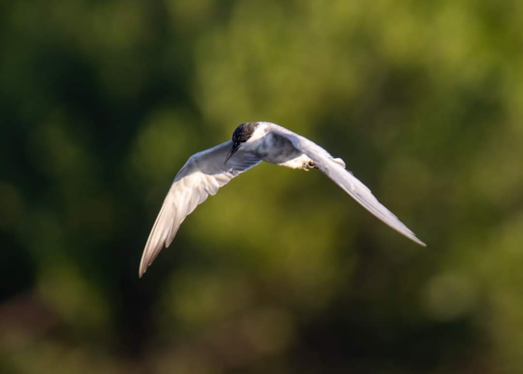 Whiskered Tern - ML316162831