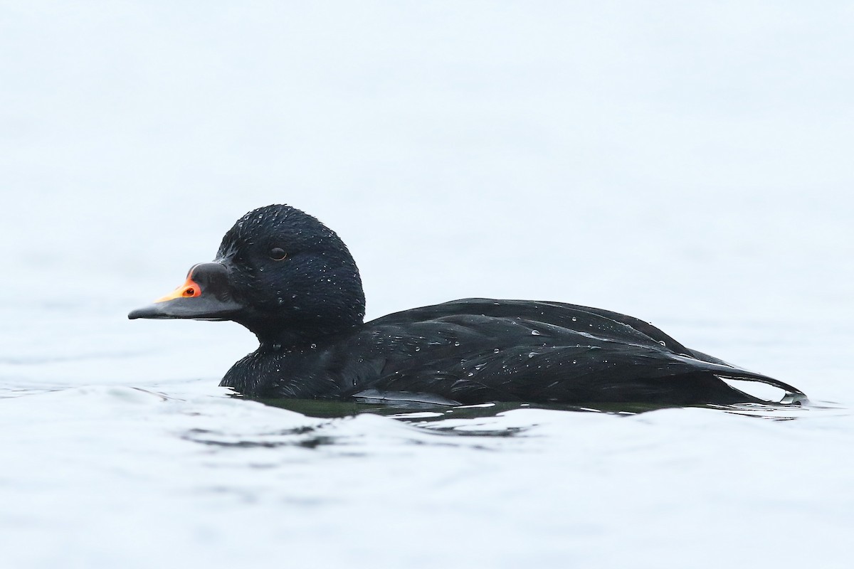 Common Scoter - Volker Hesse