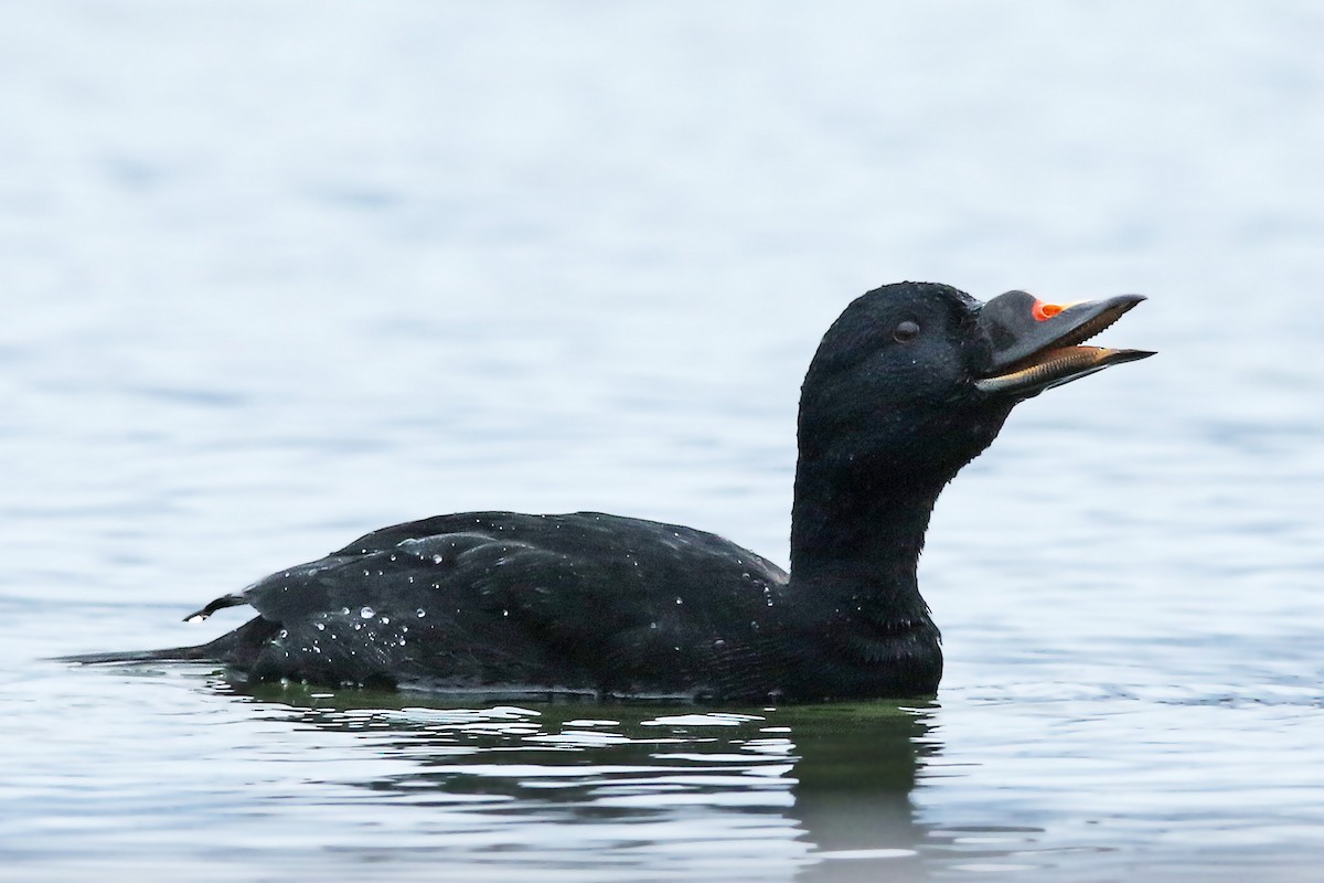 Common Scoter - Volker Hesse