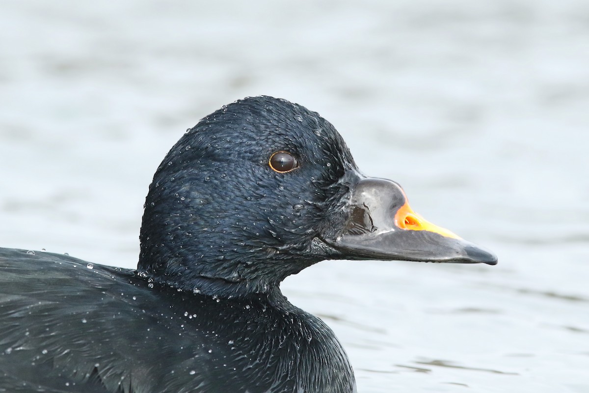 Common Scoter - ML316162901