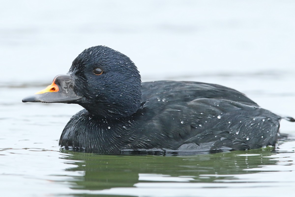 Common Scoter - ML316162921