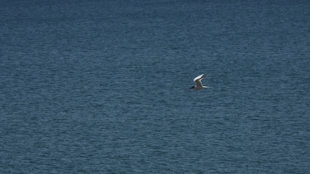Sandwich Tern (Eurasian) - ML316163601