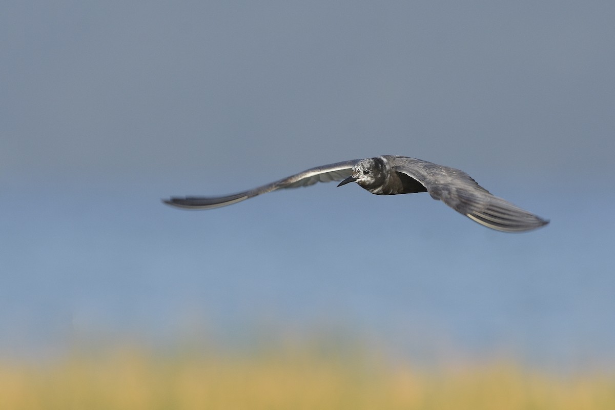 Black Tern - ML316163611