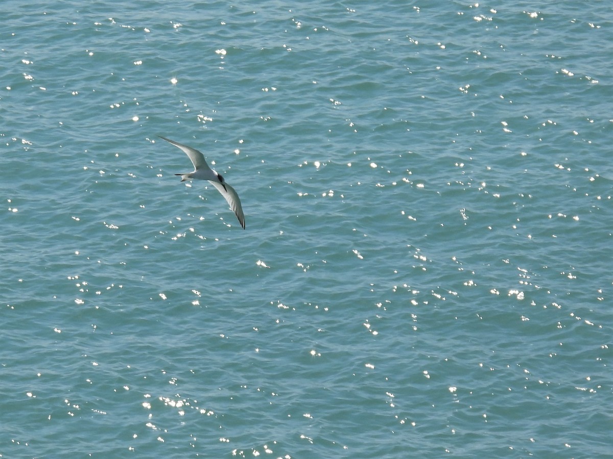 Sandwich Tern (Eurasian) - ML316163741