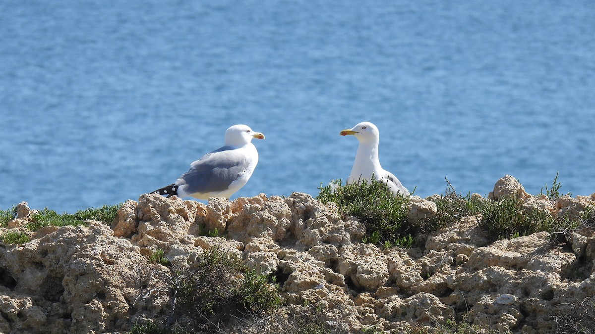 Yellow-legged Gull (michahellis) - ML316163821