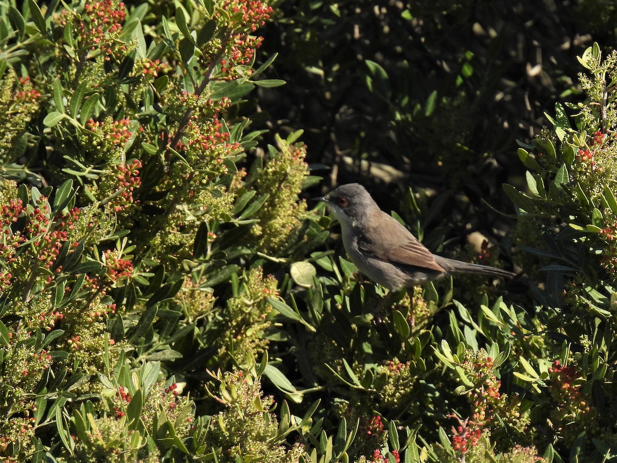 Sardinian Warbler - ML316164131