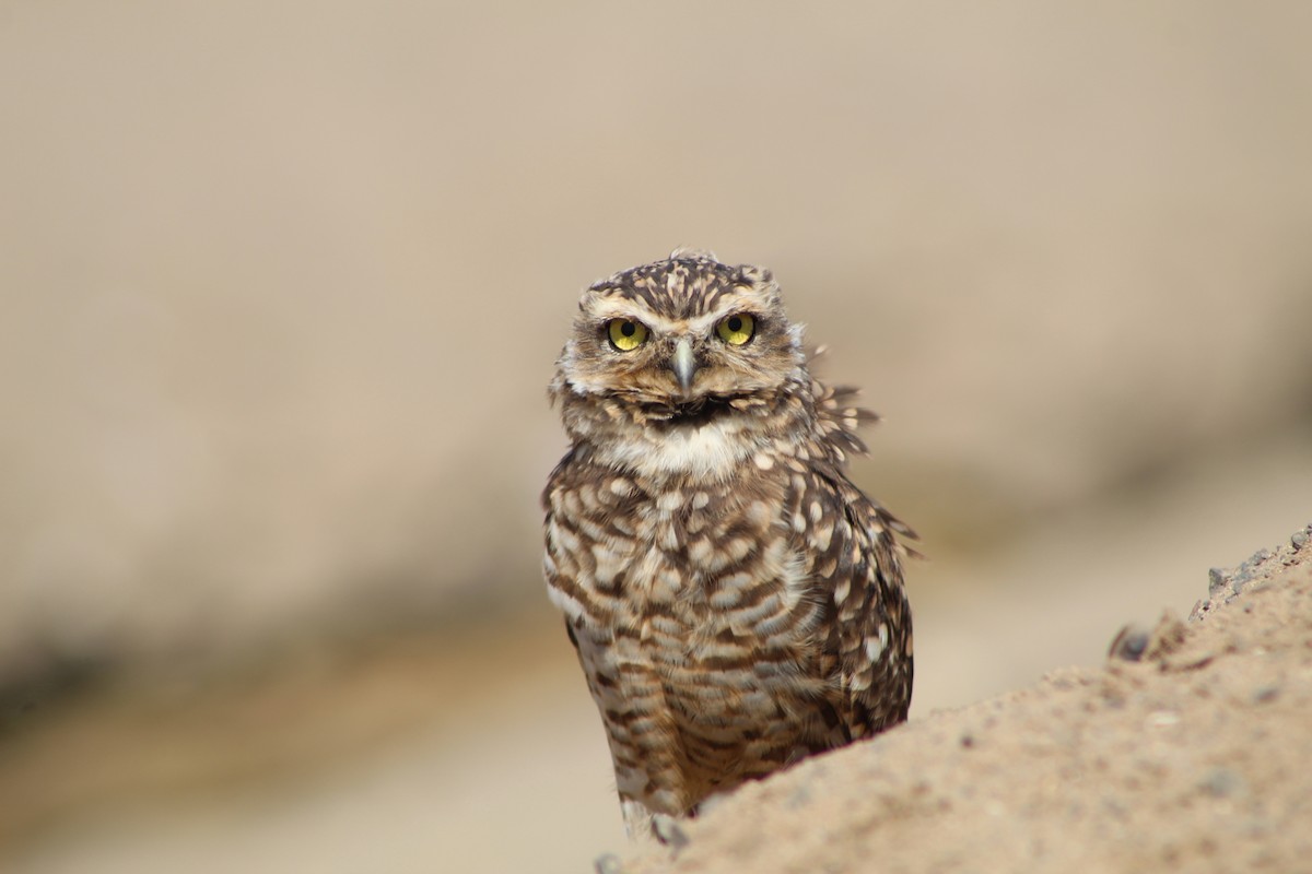 Burrowing Owl - Waldemar Valdebenito Figueroa