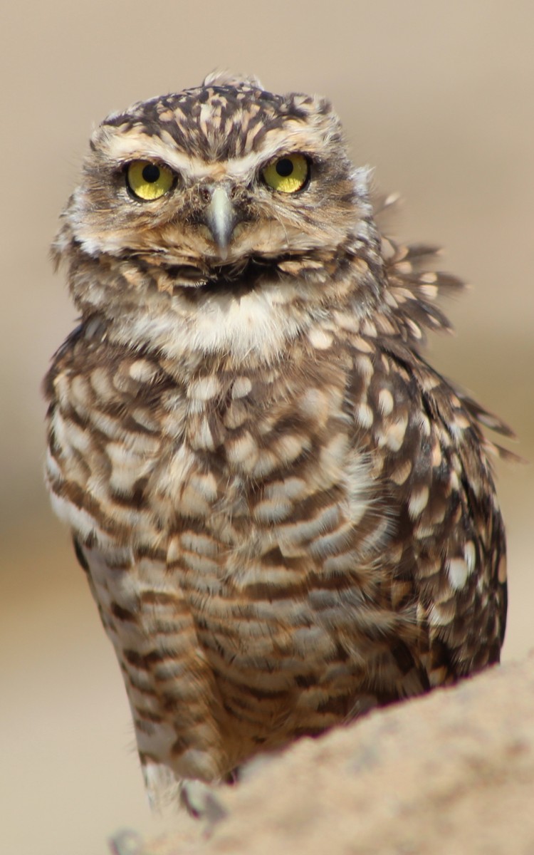 Burrowing Owl - Waldemar Valdebenito Figueroa