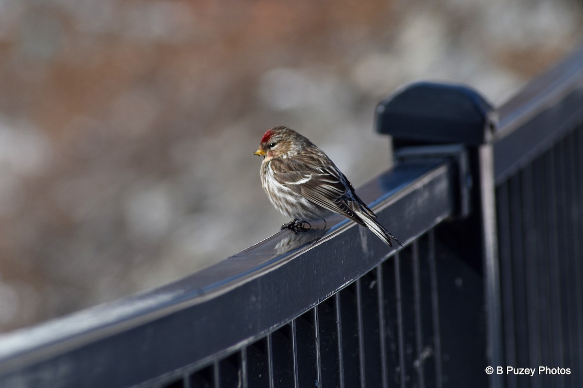 Common Redpoll - Todd Brown