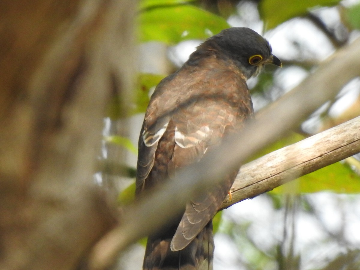 Hodgson's Hawk-Cuckoo - ML316165781