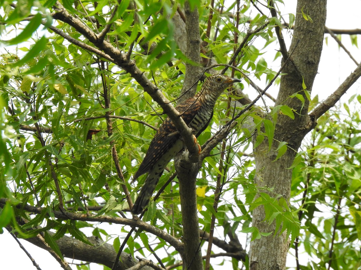 Himalayan Cuckoo - ML316165811