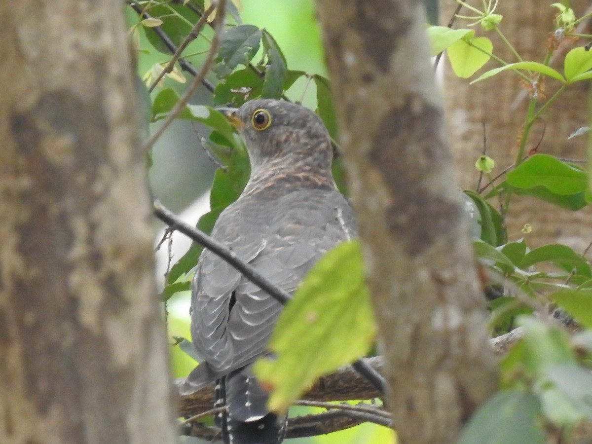 Himalayan Cuckoo - ML316165841