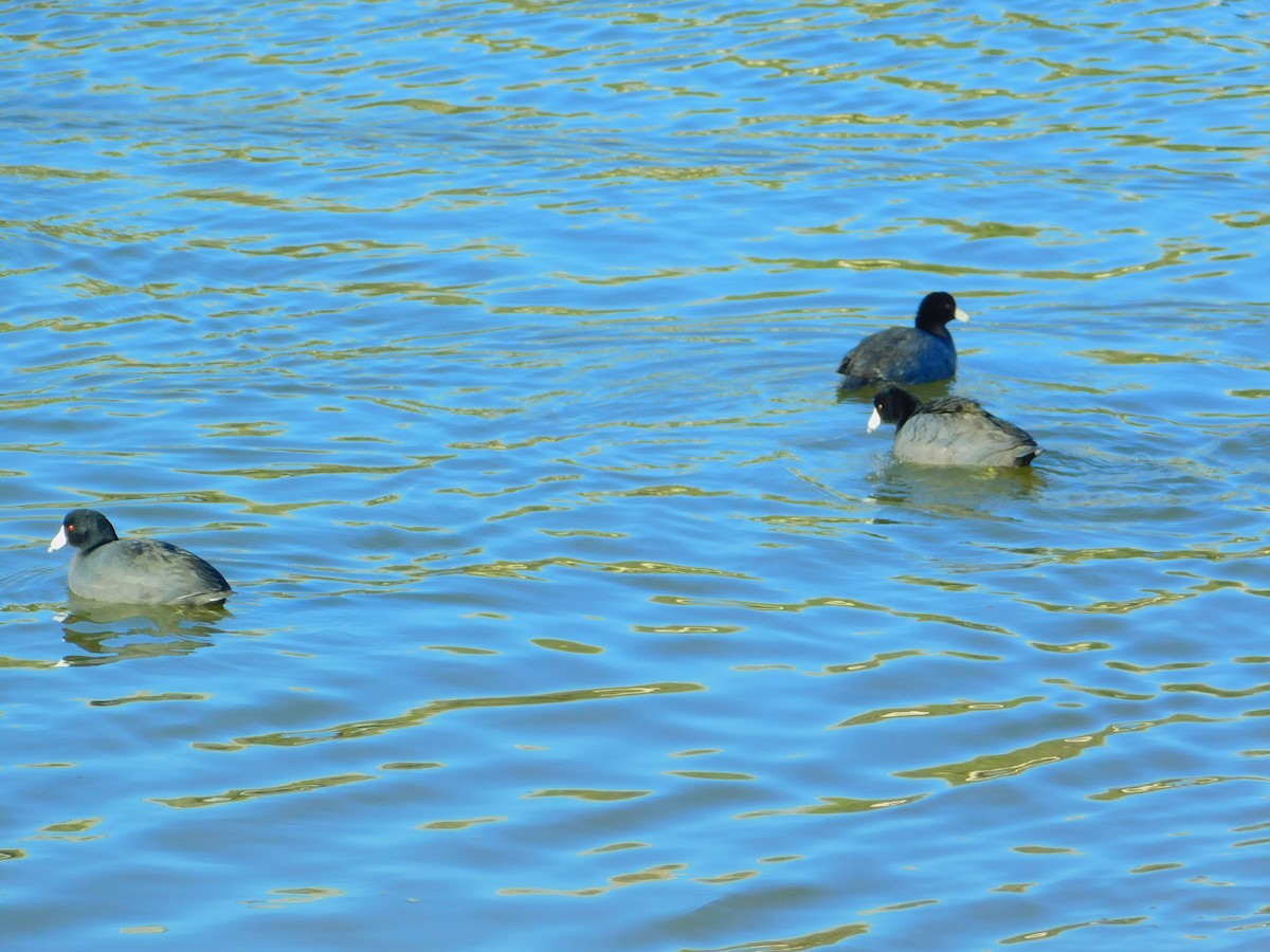 American Coot (Red-shielded) - ML316166041