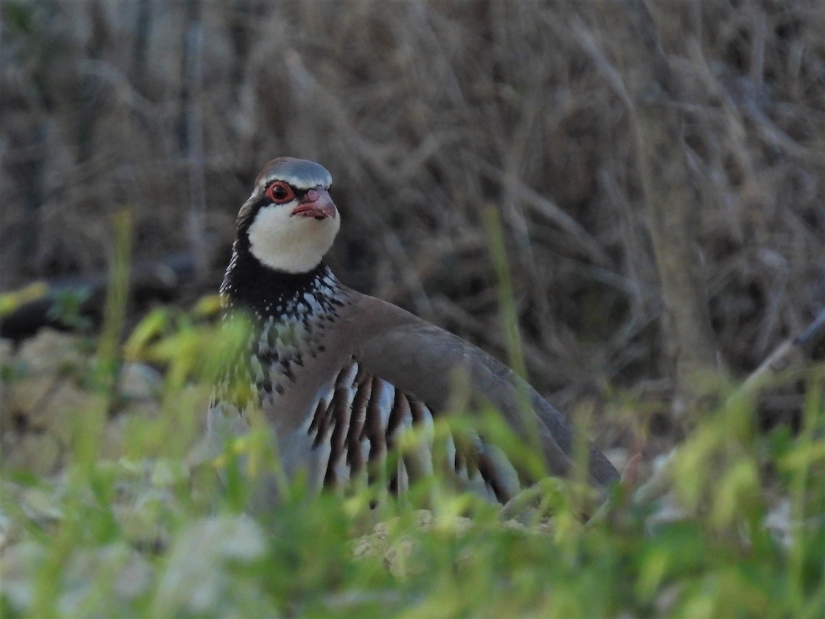 Red-legged Partridge - ML316166681