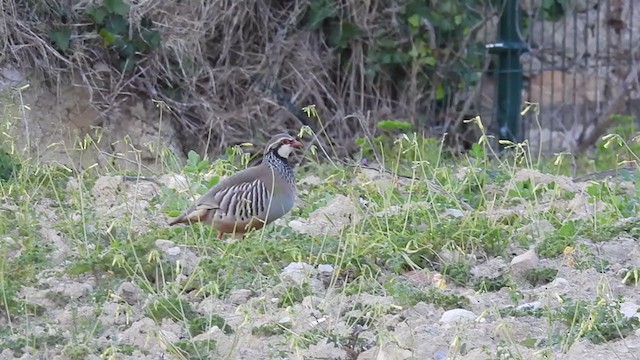 Red-legged Partridge - ML316167661