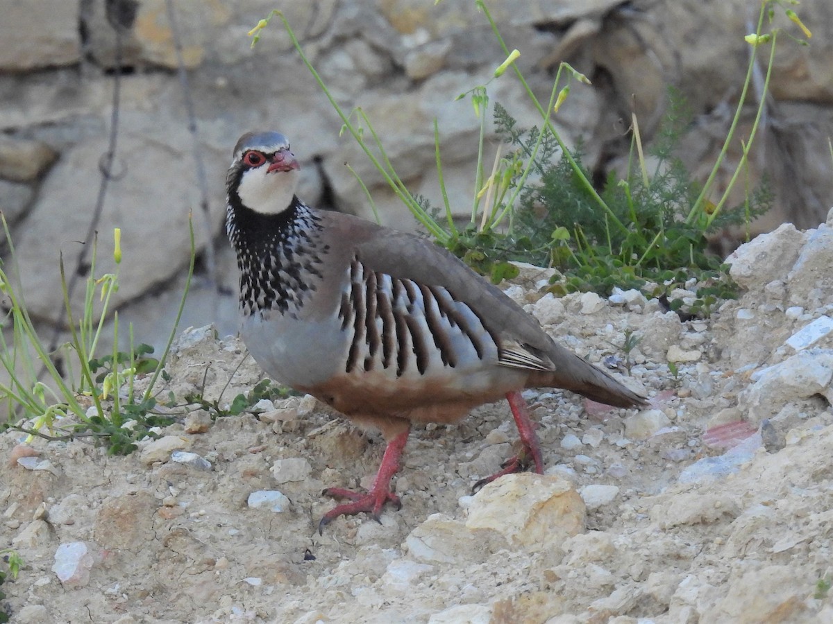 Red-legged Partridge - ML316167871