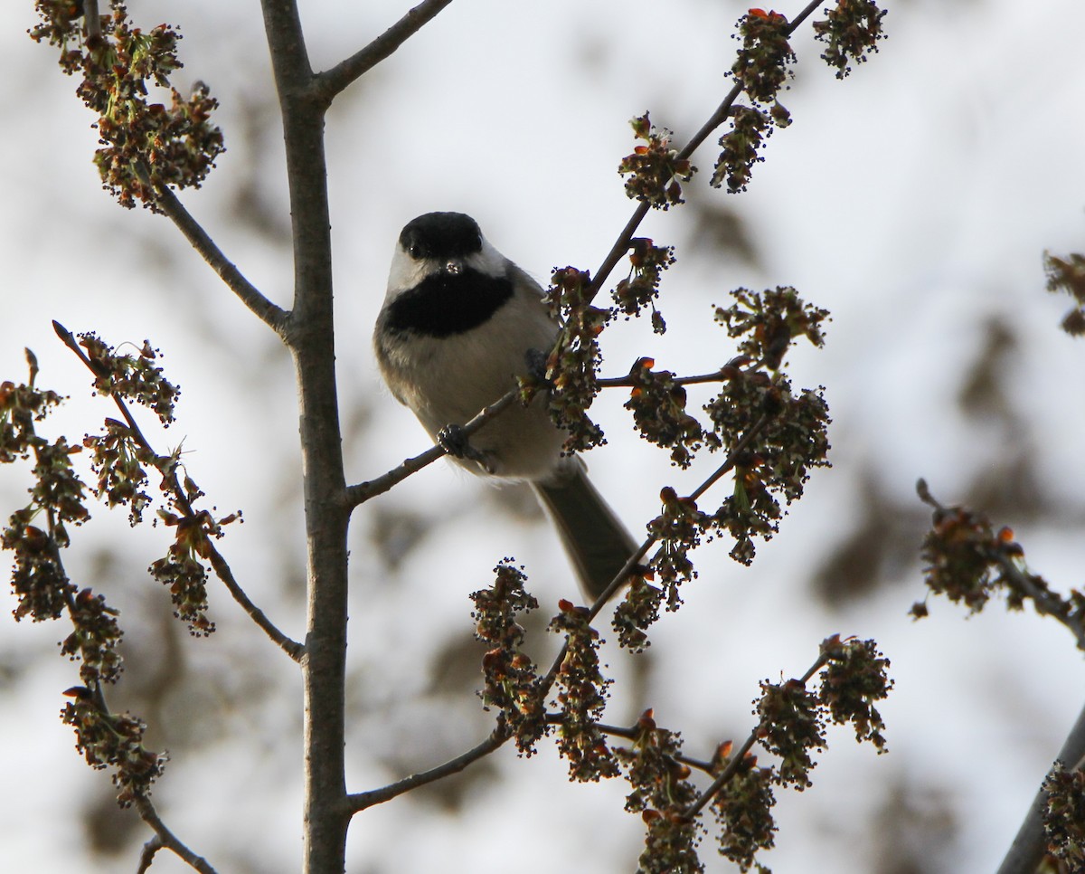 Carolina Chickadee - ML316168131