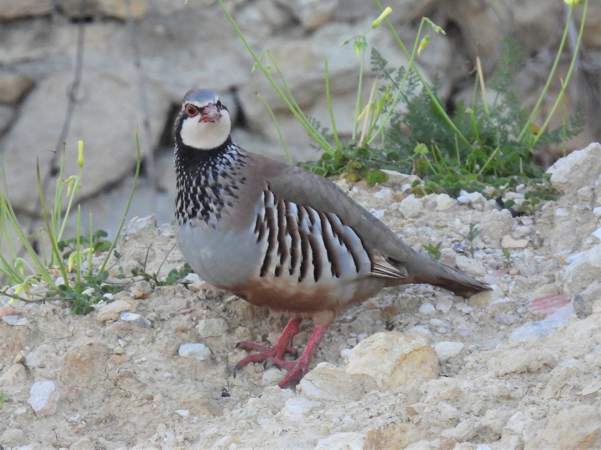 Red-legged Partridge - ML316168151