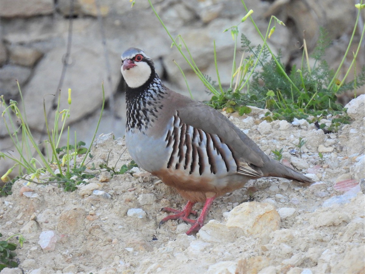 Red-legged Partridge - ML316168421