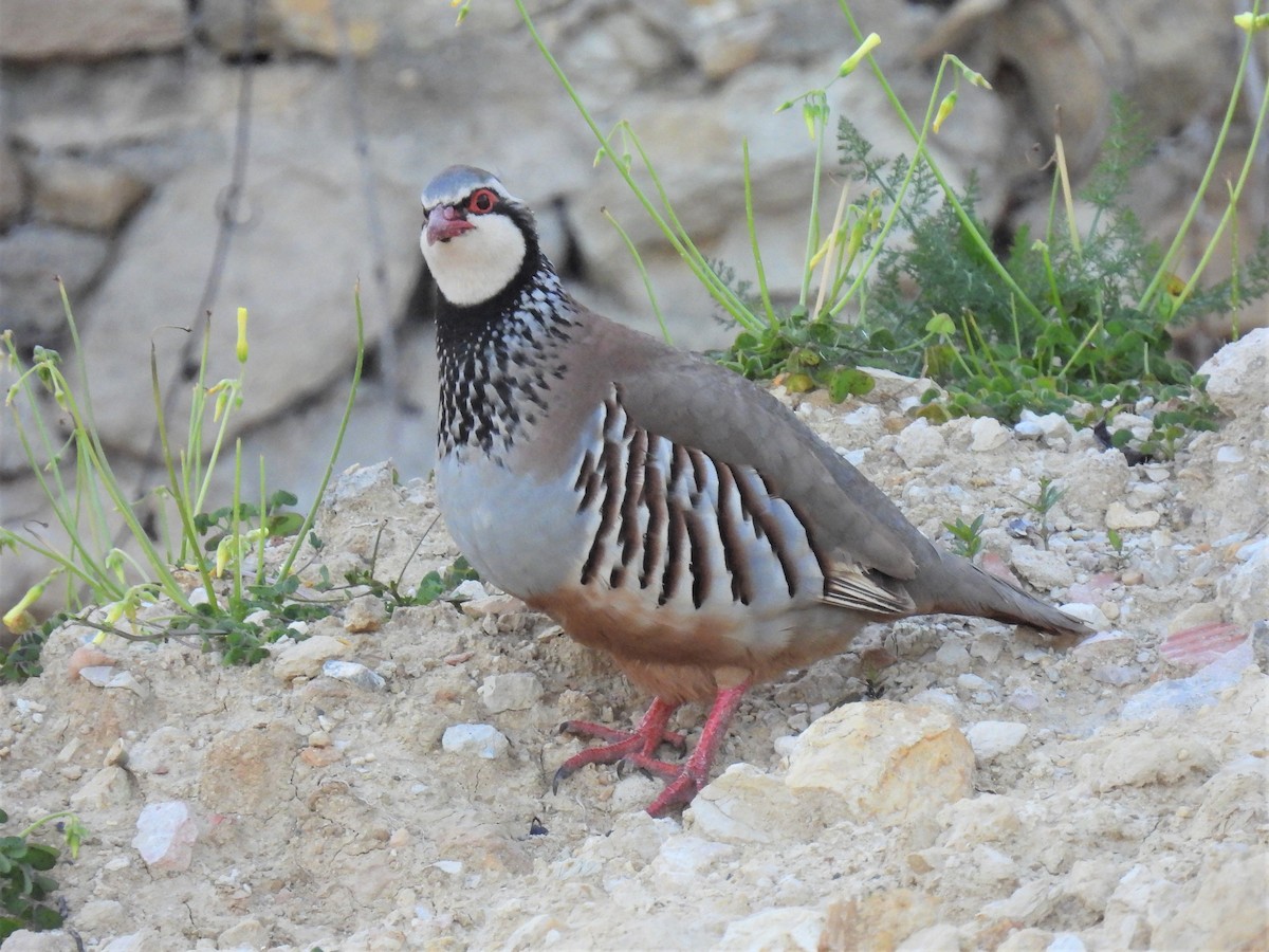 Red-legged Partridge - Joren van Schie