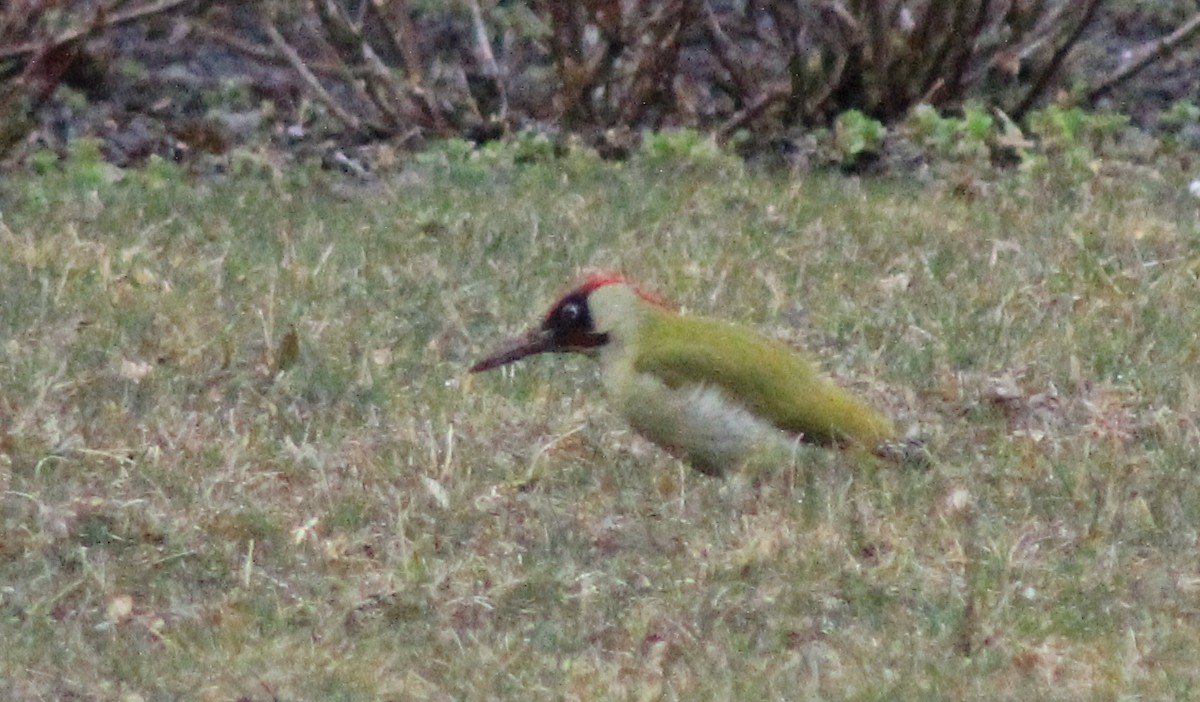 Eurasian Green Woodpecker - ML316168821