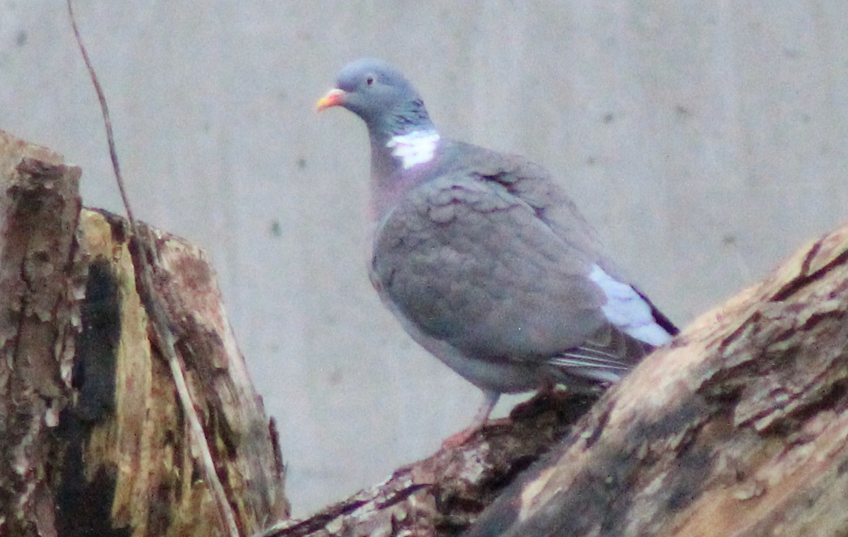 Common Wood-Pigeon - ML316168851