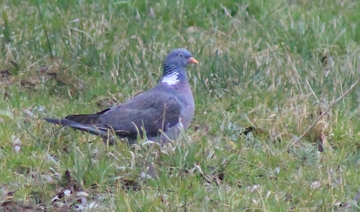 Common Wood-Pigeon - ML316168871