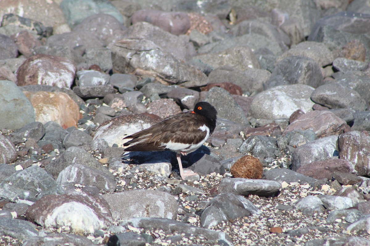 American Oystercatcher - ML316168941