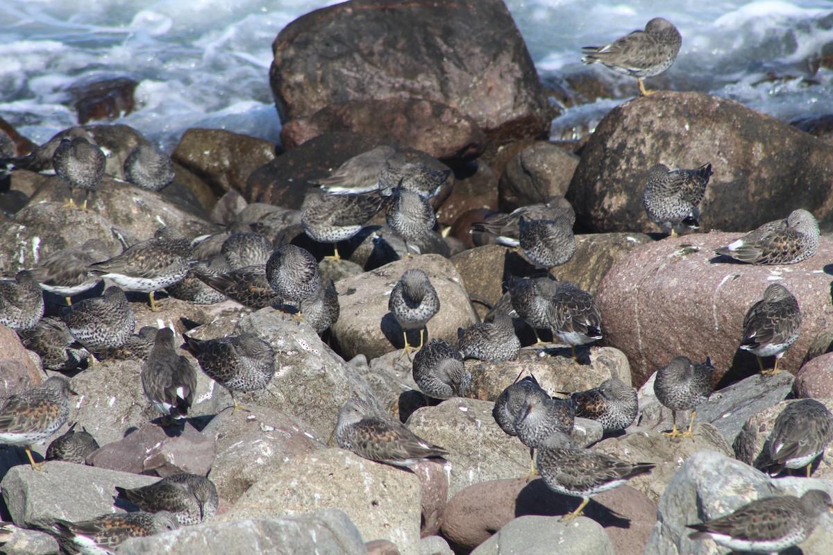 Surfbird - ML316168991