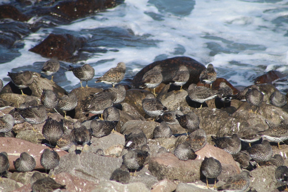 Surfbird - ML316169001