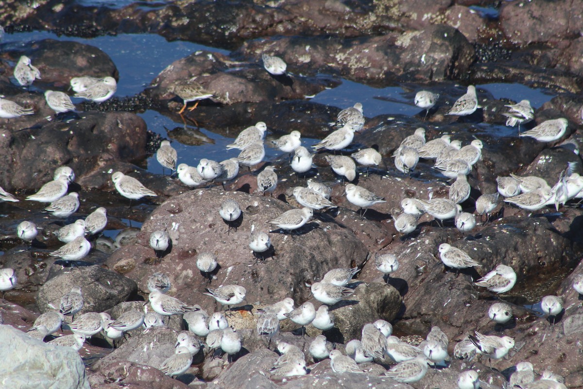 Sanderling - ML316169011