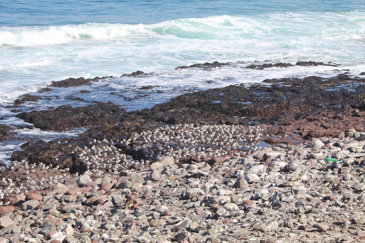 Sanderling - ML316169081