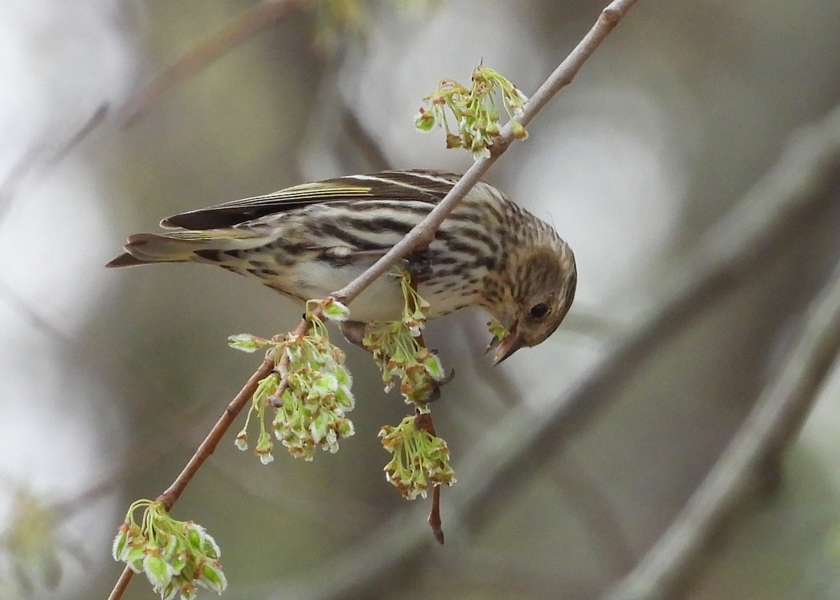 Pine Siskin - ML316170011