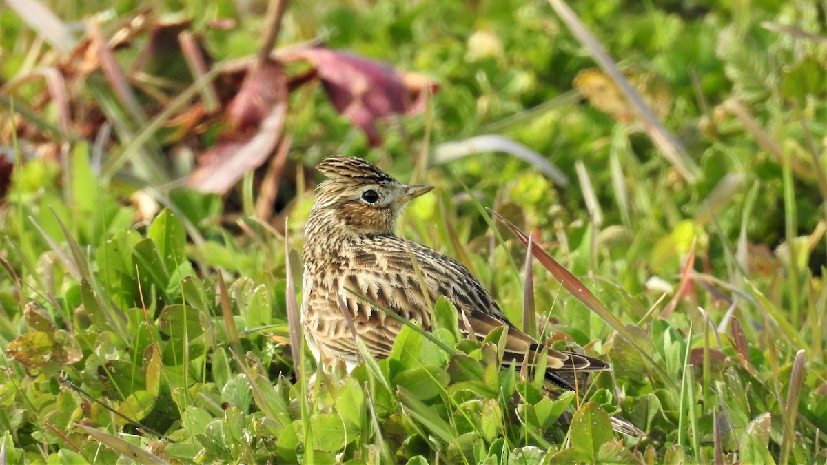 Eurasian Skylark - ML316170471