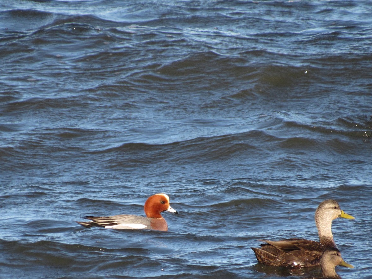 Eurasian Wigeon - ML316171161