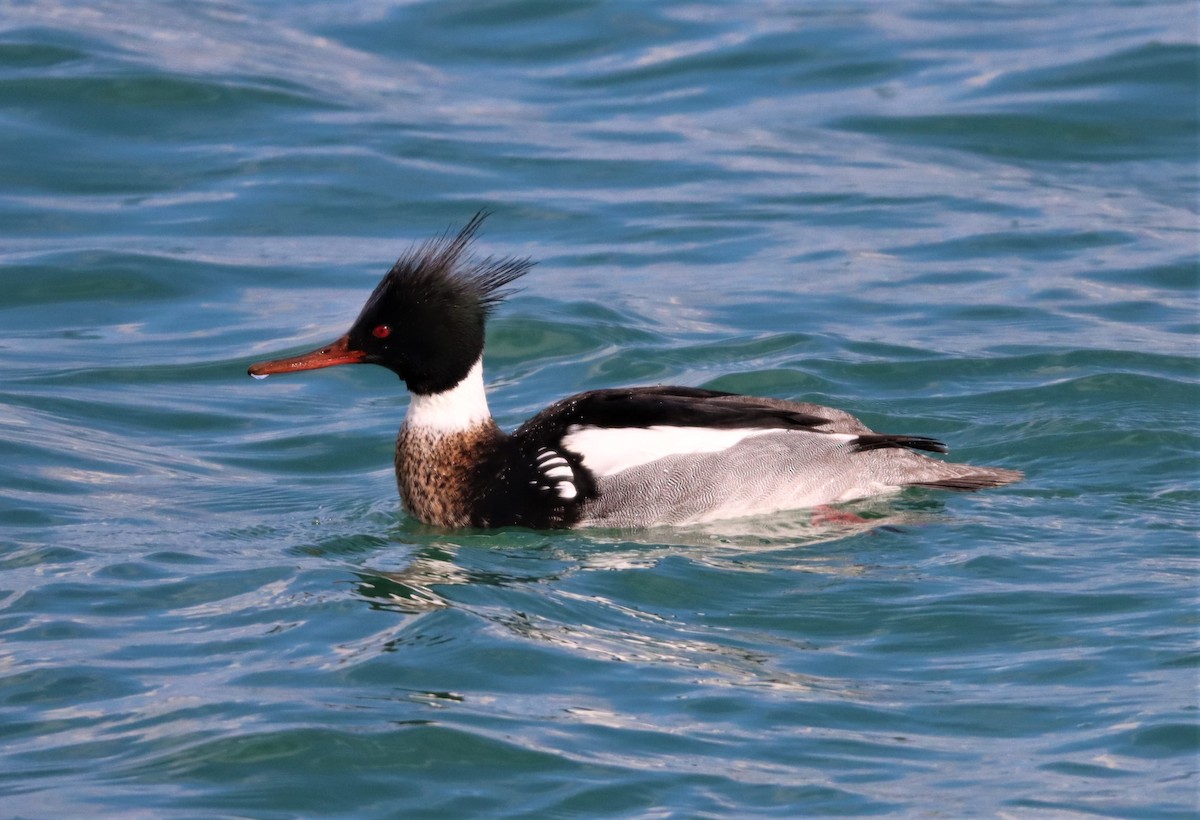 Red-breasted Merganser - Channa Jayasinghe