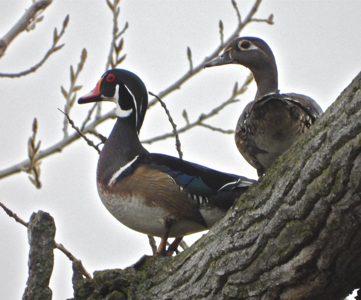 Wood Duck - Pair of Wing-Nuts