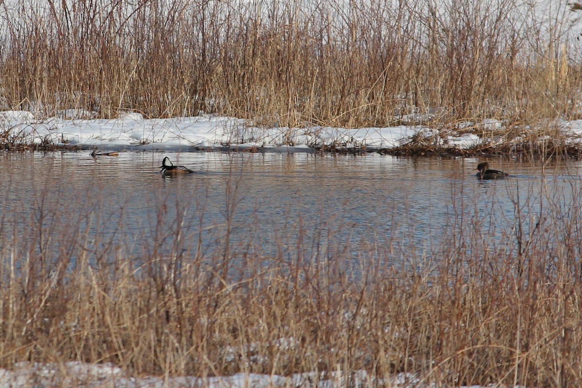 Hooded Merganser - ML316173781