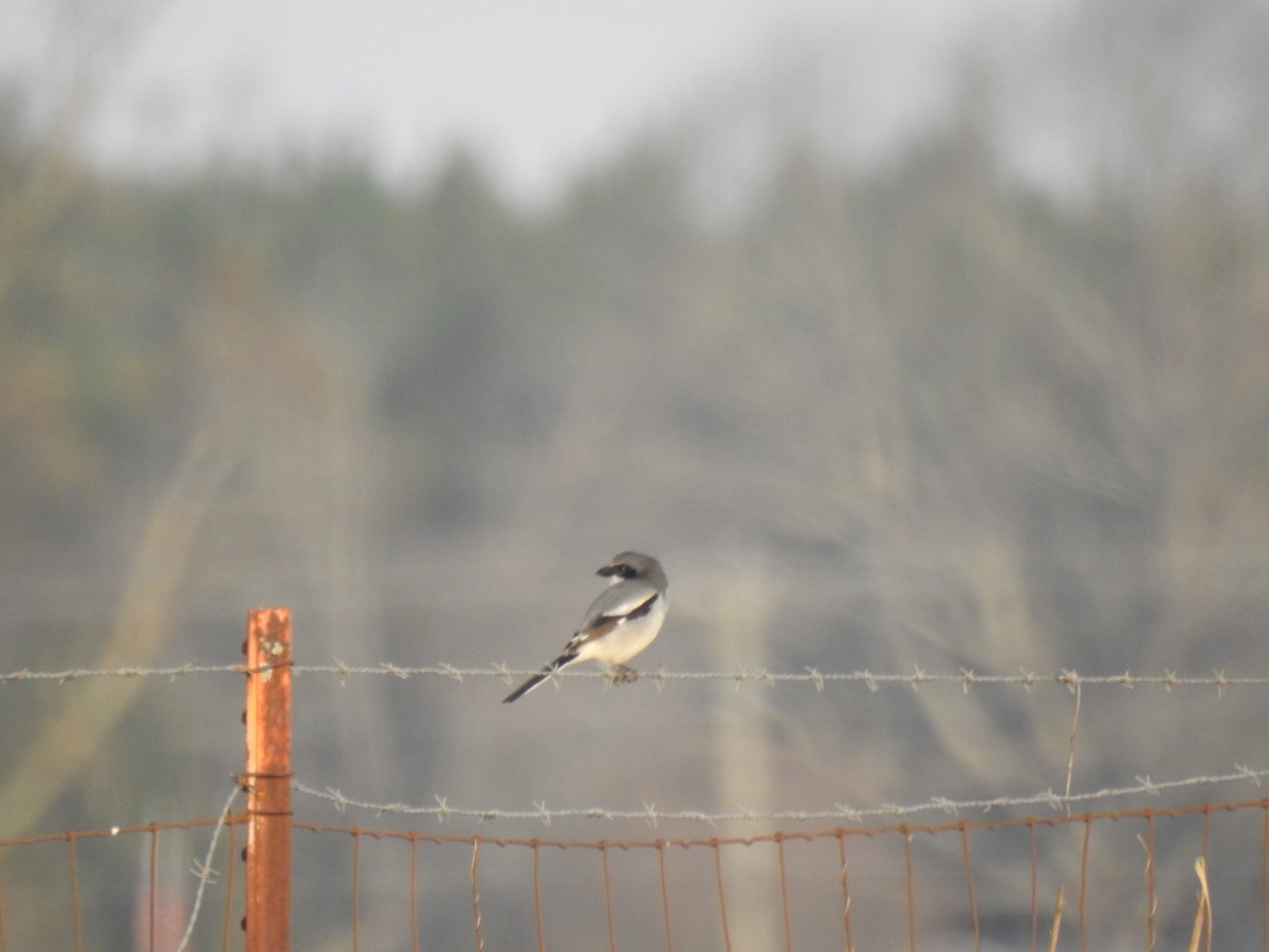 Loggerhead Shrike - Jared Hamby