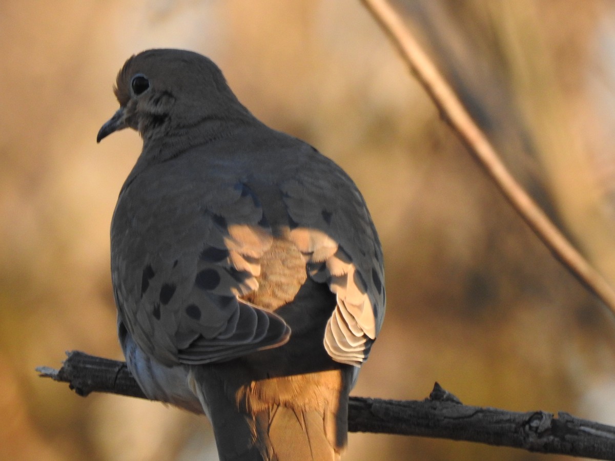 Mourning Dove - ML316174451