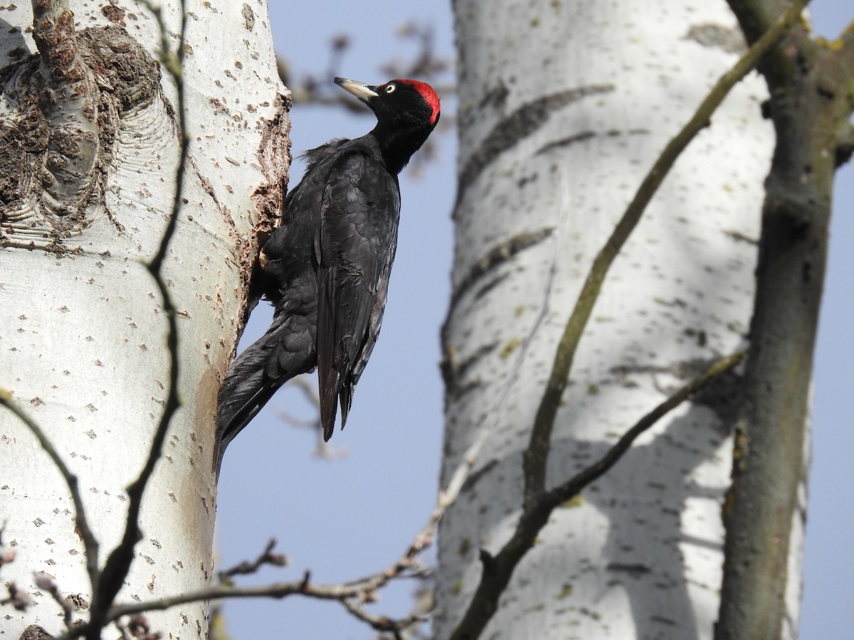 Black Woodpecker - ML316174681