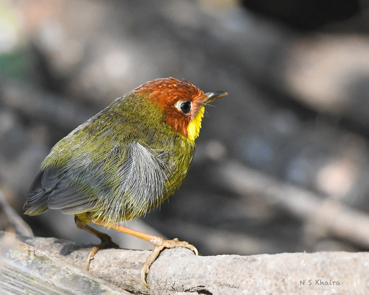 Chestnut-headed Tesia - Narender Khaira