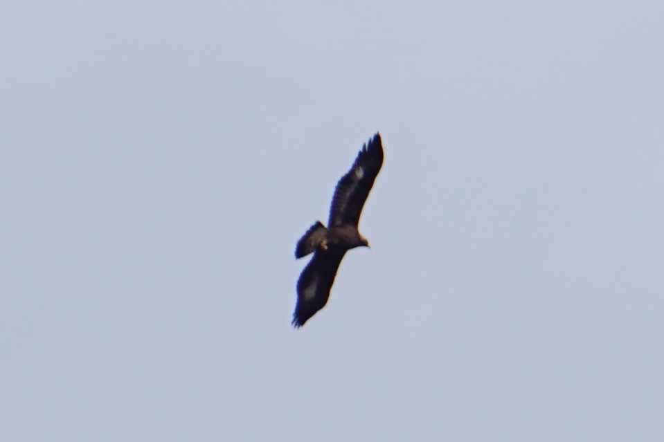 Golden Eagle - ML316175611