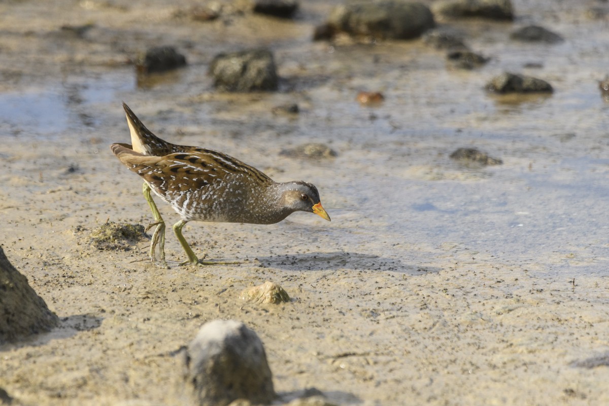 Тоодон түнжүүр - ML316175961